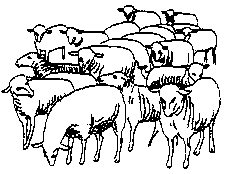 bárányok