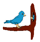 madár