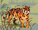 tigris